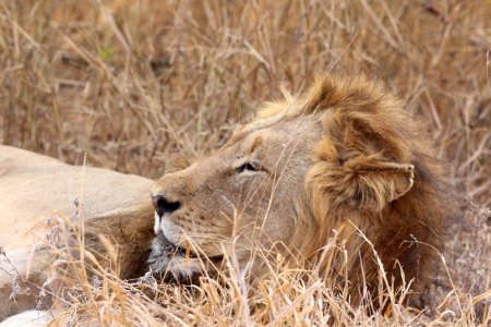 Wildlife Lion Terrestrial Animal Masai Lion photo