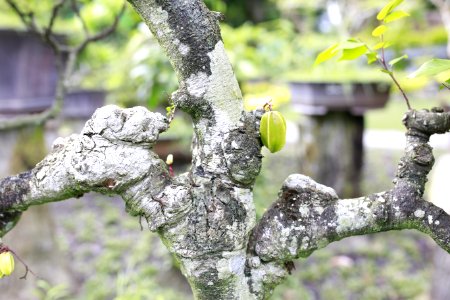 Branch Tree Plant Leaf