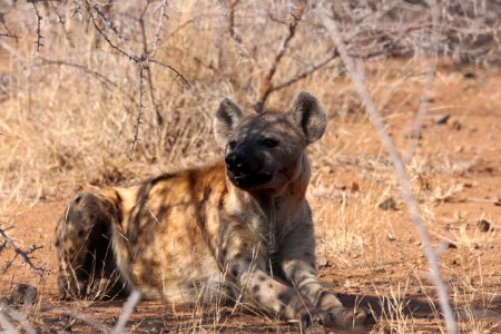 Hyena Wildlife Mammal Lycaon Pictus photo