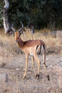 Wildlife Terrestrial Animal Springbok Mammal photo