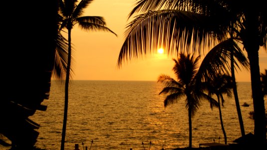 Sunset Palm Tree Arecales Sunrise