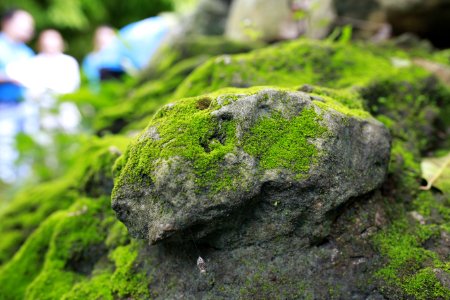 Plant Rock Vegetation Moss
