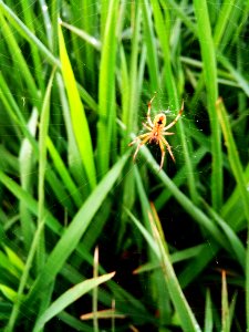Grass Insect Invertebrate Grass Family