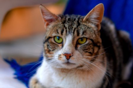 Cat Whiskers Fauna Small To Medium Sized Cats