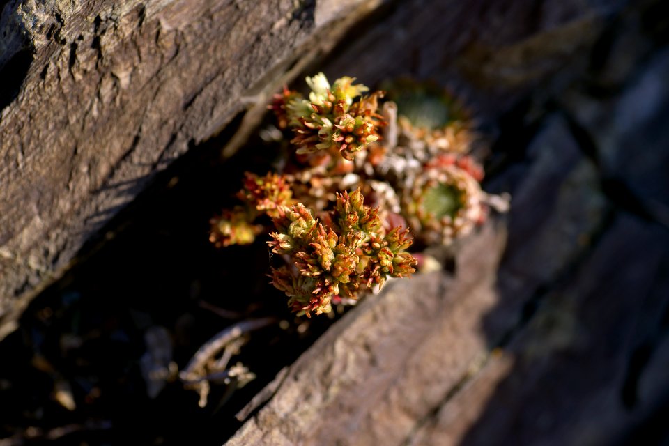 Flora Plant Flower Spring