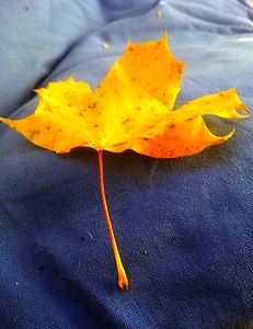 Yellow sheet blue fall foliage photo