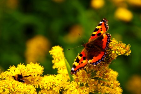 Butterfly Insect Moths And Butterflies Nectar