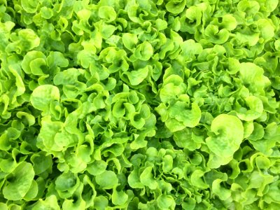 Leaf Vegetable Plant Herb Annual Plant