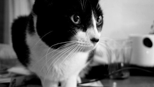 Cat White Black Whiskers photo