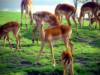 Wildlife Fauna Ecosystem Nature Reserve
