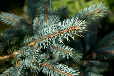 Spruce Pine Family Tree Fir photo