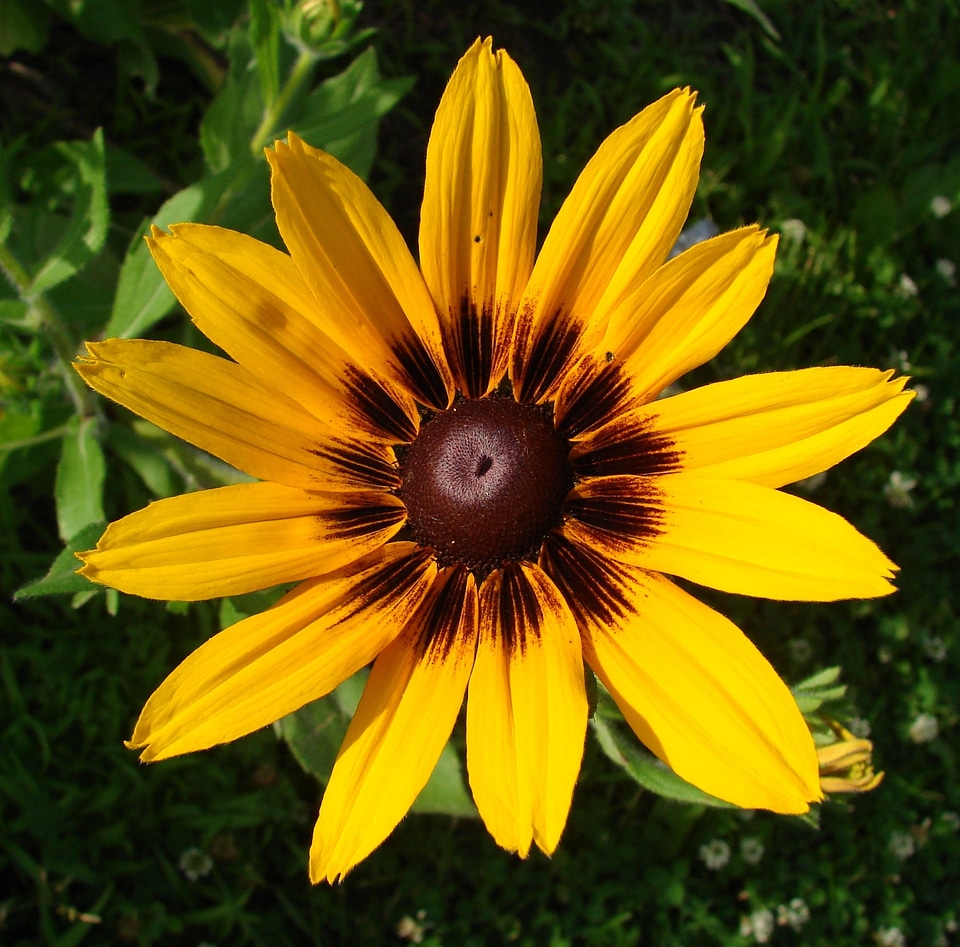 Bloom yellow nature