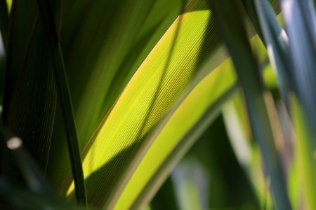 Yellow Leaf Plant Grass