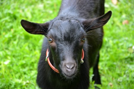 Goats Goat Grass Fauna photo