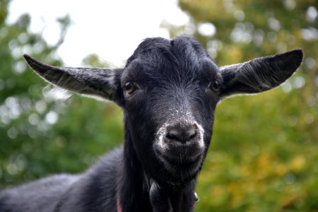 Goats Goat Cow Goat Family Horn photo