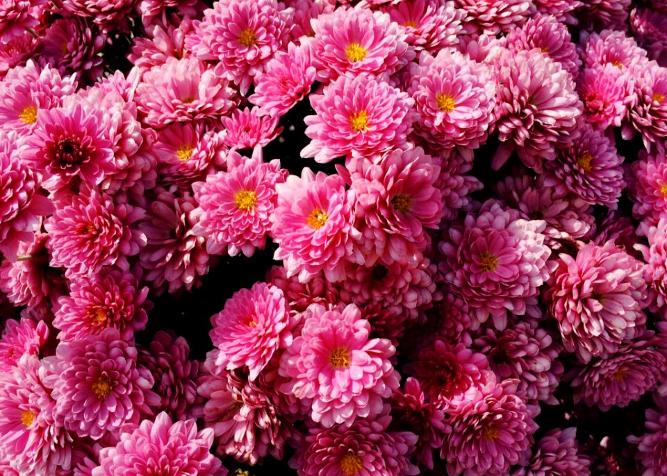 Flower Pink Flowering Plant Plant