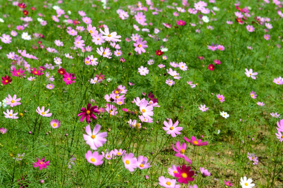 Flower Garden Cosmos Flowering Plant Plant