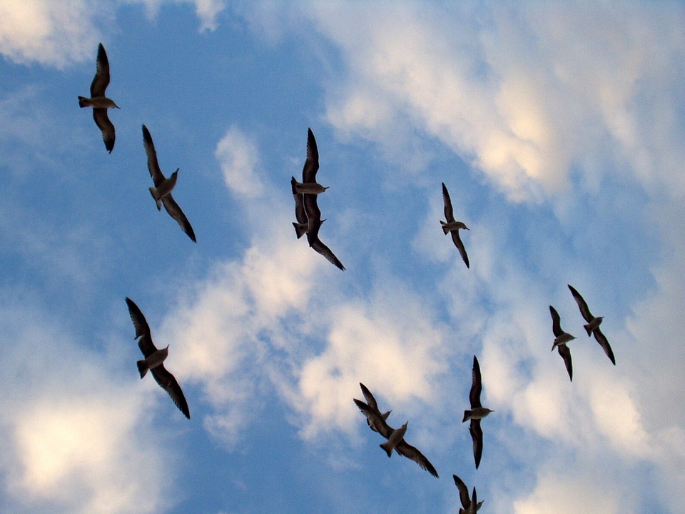 Sky seagull silhouettes