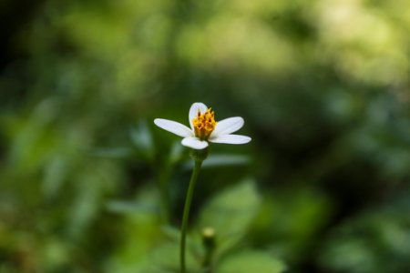 Flower Flora Macro Photography Spring