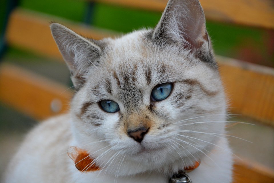 Cat Whiskers Fauna Mammal