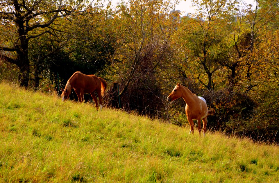 Pasture Grassland Ecosystem Grazing
