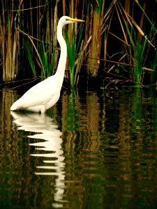 Bird Water Reflection Fauna