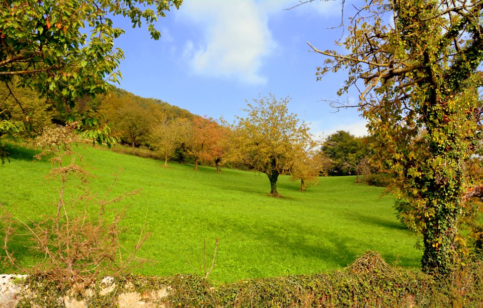 Grassland Nature Pasture Ecosystem