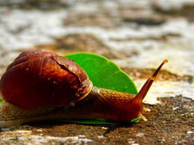 Snails And Slugs Molluscs Snail Slug photo