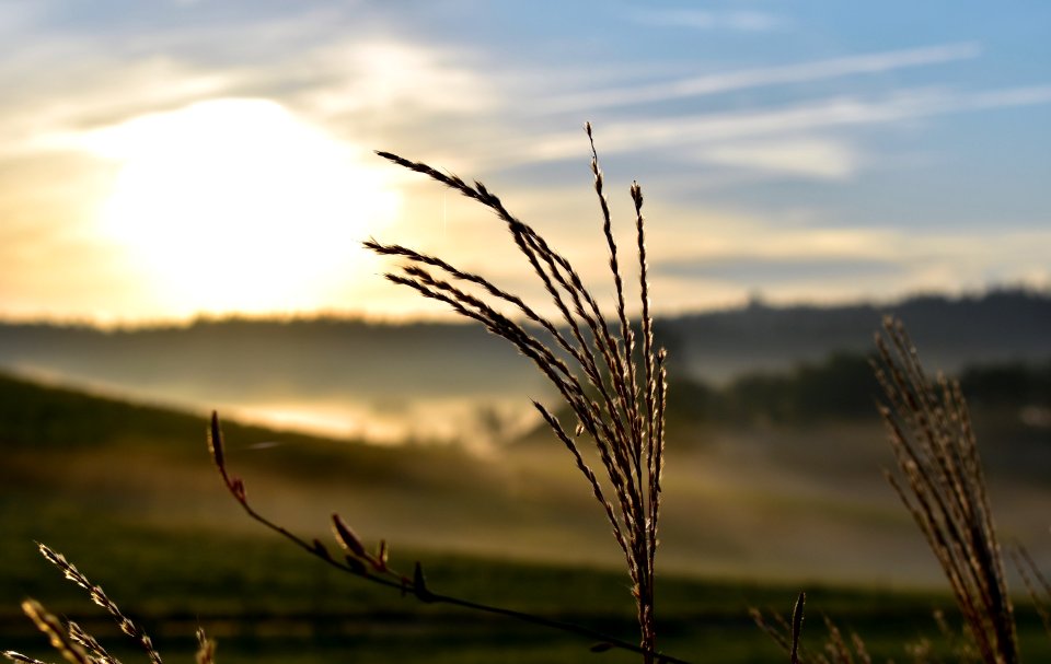 Sky Ecosystem Morning Grass