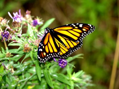 Butterfly Monarch Butterfly Moths And Butterflies Insect photo