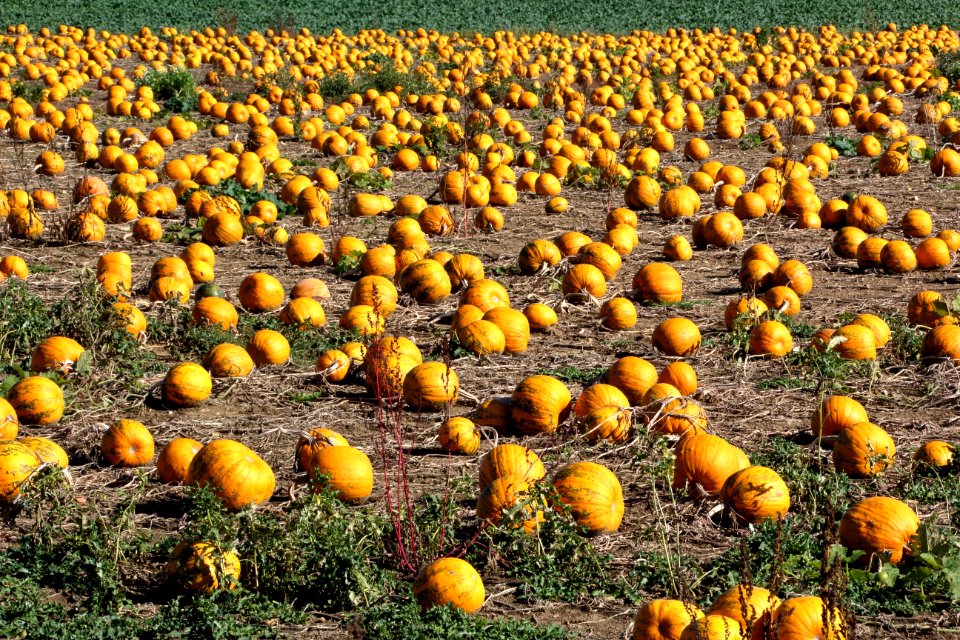 Field Crop Pumpkin Winter Squash