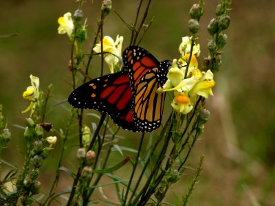 Butterfly Moths And Butterflies Monarch Butterfly Insect