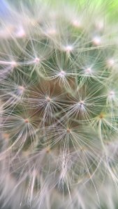 Flower Plant Flora Dandelion