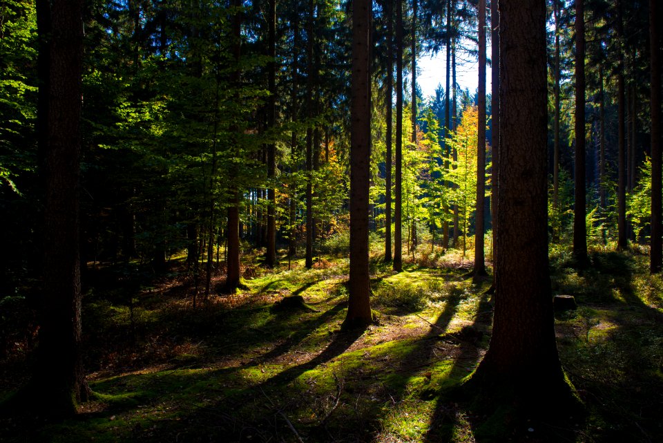 Nature Ecosystem Forest Woodland