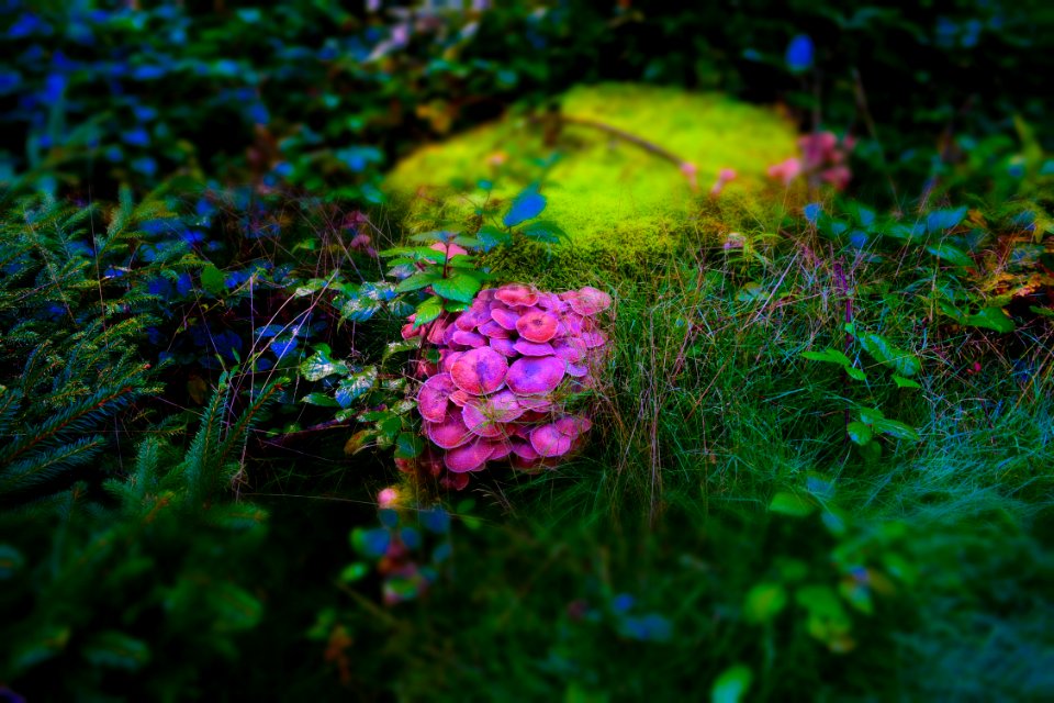 Vegetation Flora Flower Ecosystem