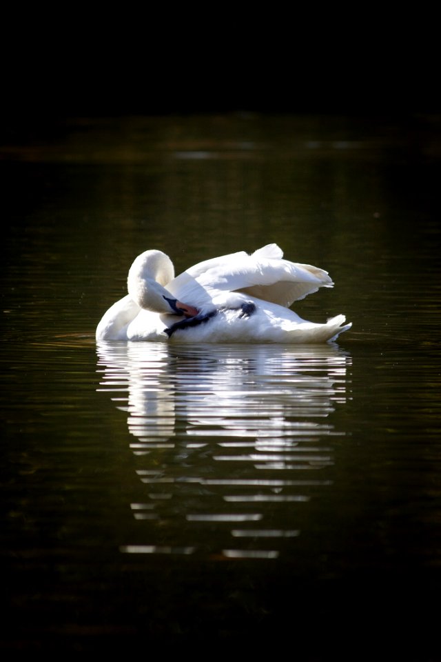 Water Bird Reflection Swan