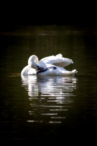 Water Bird Reflection Swan photo