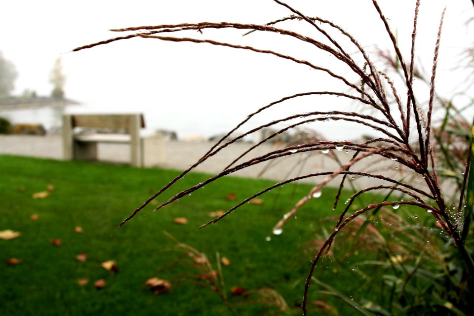 Grass Plant Leaf Grass Family