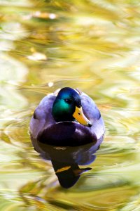 Bird Duck Water Bird Water photo