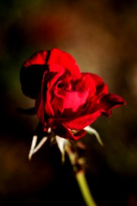 Flower Red Rose Family Flora
