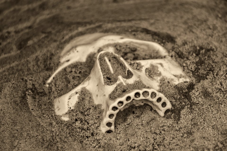 Black And White Fauna Organism Soil