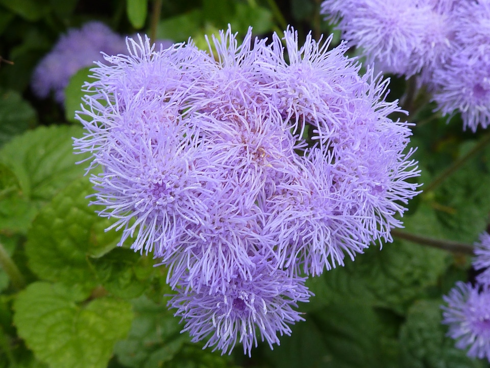 Nature plant floral