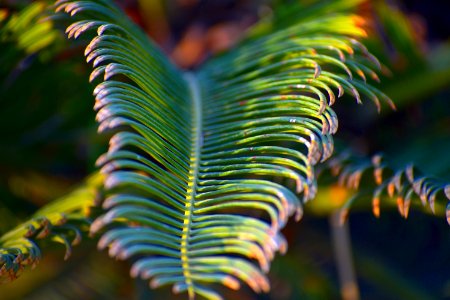 Vegetation Leaf Close Up Flora