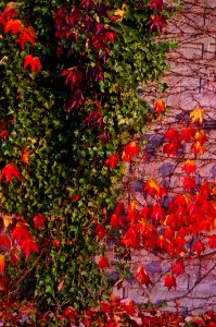 Flower Leaf Plant Autumn
