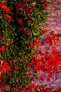 Flower Leaf Plant Autumn photo