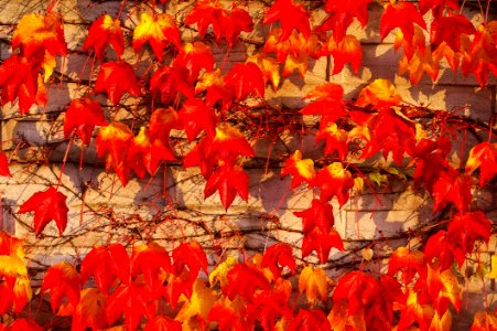 Leaf Autumn Orange Deciduous
