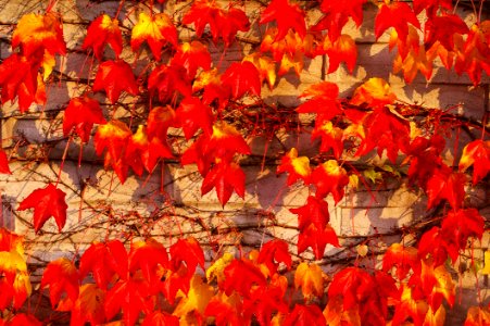 Leaf Autumn Orange Deciduous photo