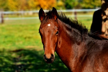 Horse Mane Bridle Horse Like Mammal photo