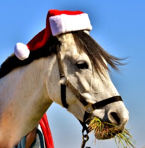 Horse Bridle Halter Horse Tack