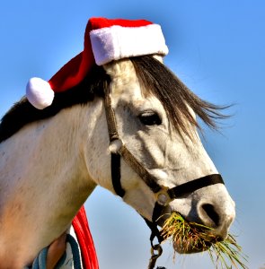 Horse Bridle Halter Horse Tack photo